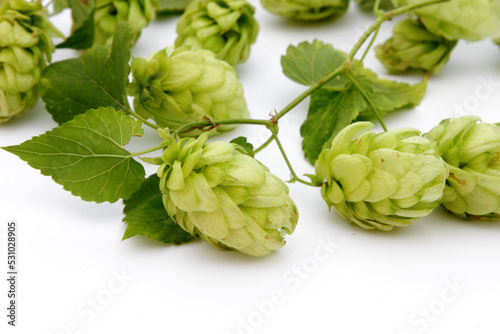 hop cones with leaves on a white isolated background