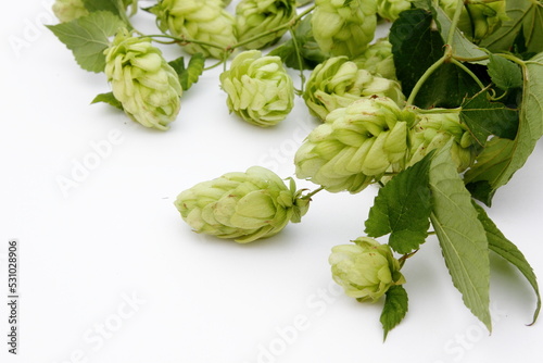 hop cones with leaves on a white isolated background