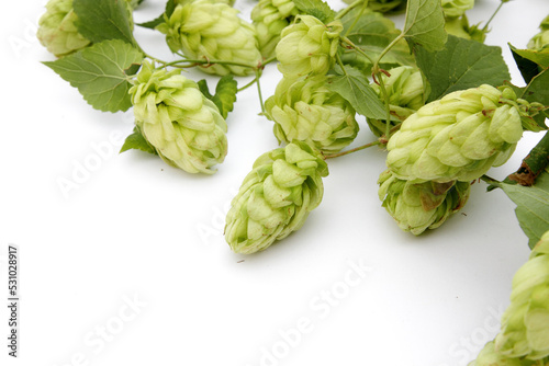 hop cones with leaves on a white isolated background