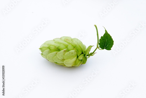 hop cones with leaves on a white isolated background