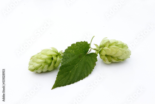 hop cones with leaves on a white isolated background