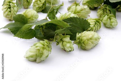 hop cones with leaves on a white isolated background