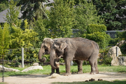 Two elephants are eating grass in the zoo. Bright summer weather.