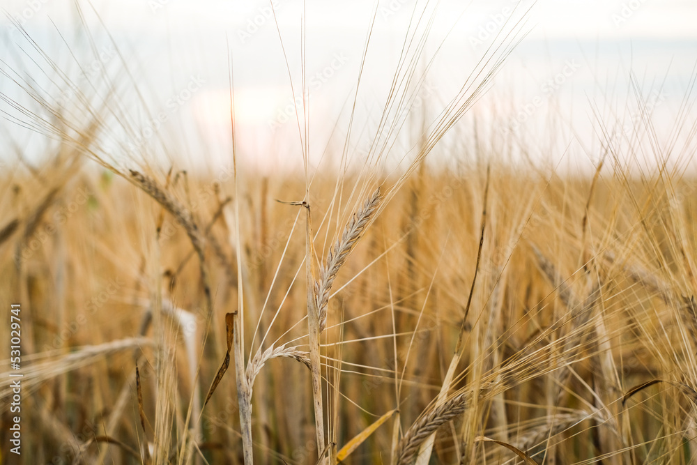 Obraz premium Agricultural landscape with ears of rye. Grain harvest