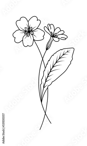 Primrose Illustration February Birth Month Flower