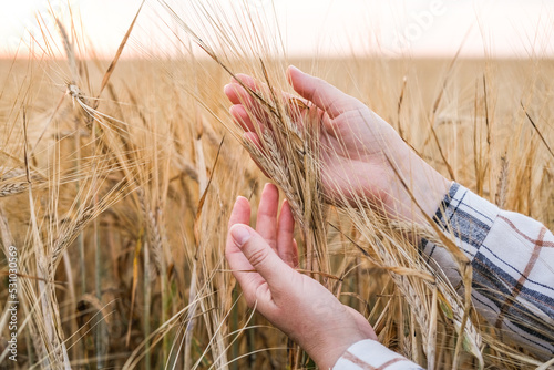 Woman hand carefully holding rye stem in field photo