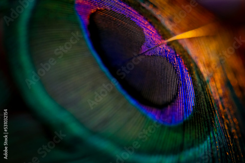 Beautiful and colorful peacock bird feather closeup abstract lines pattern texture natural background image concept, Beautiful bokeh blur light image, Beautiful color contrast concept. © Sunanda Malam