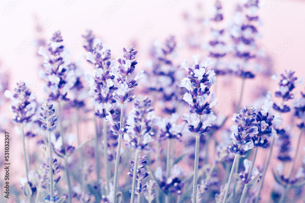 Naklejka premium Lavender flowers.