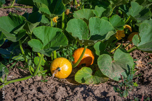 pumkin grows in the garden