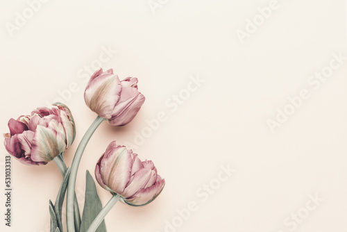 Lilac tulip flowers on pastel background. #531033313