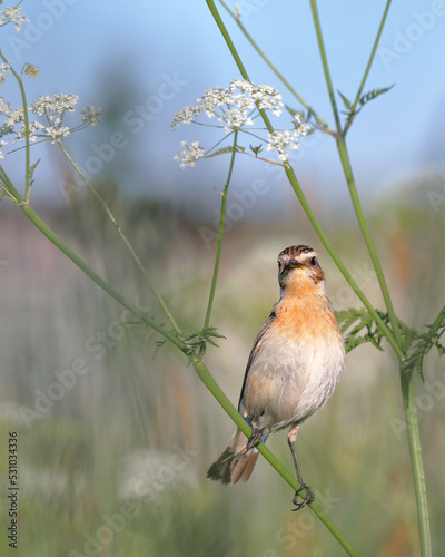 Whinchat bird close-up in the meadow grass. Morning light.