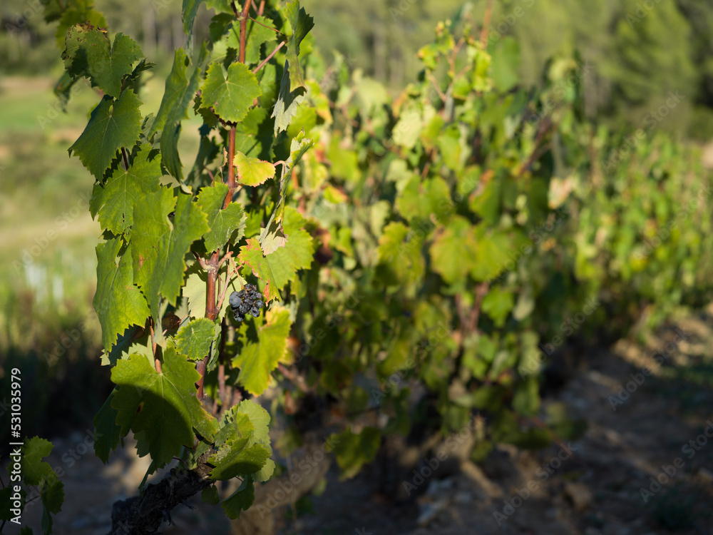 autumn leaves in the forest