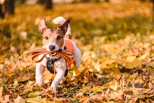 Fotografija Dog running in Fall park with accessories for professional dog walker: leash, ha