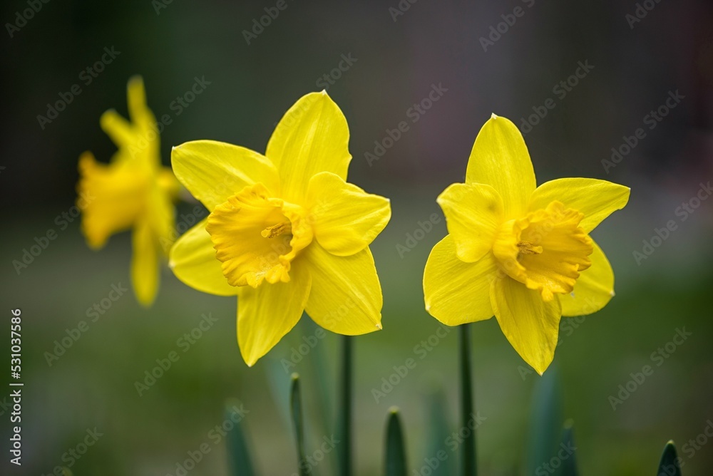 Closeup shot of two wild daffodils - obrazy, fototapety, plakaty 