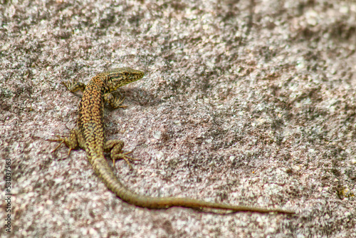 Lizard on a rock
