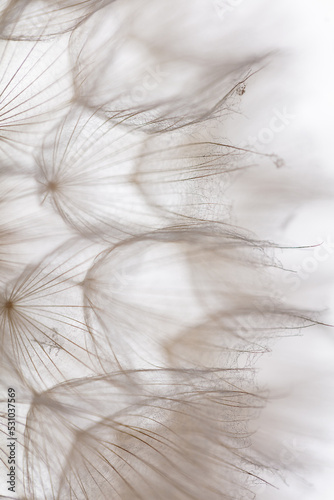 Abstract dandelion macro flower background. Seed macro closeup. Soft focus