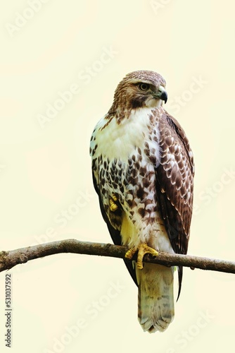 Valokuvatapetti Beautiful shot of a hawk on a branch isolated on a beige background