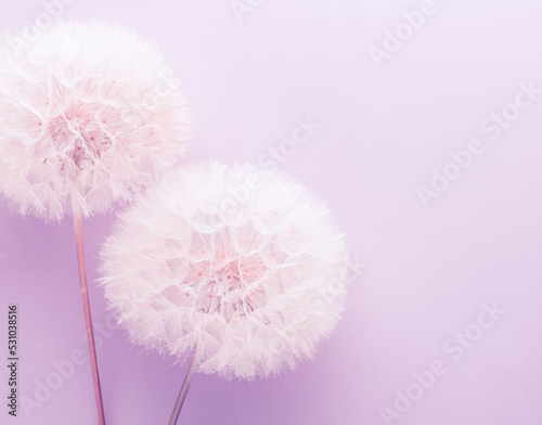 Abstract dandelion flower background. Seed macro closeup. Soft focus