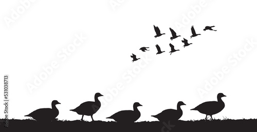 Flock of geese in the field. Vector silhouette