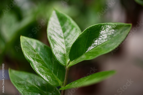 Natural background from glossy green leafs of elastic plant.