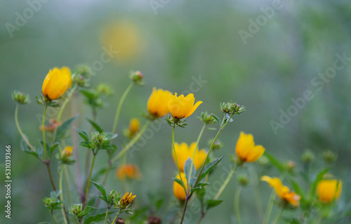 Yellow wildflower frame with copy space