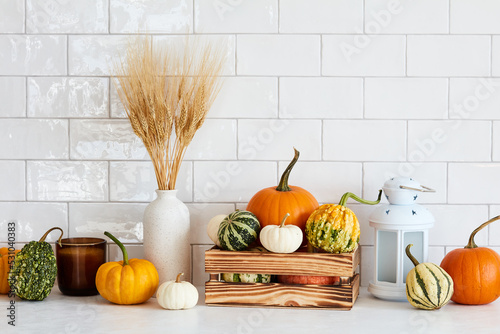 Still life pumpkins for Thanksgiving, autumn fall home decor and vase of dry wheat on table in nordic kitchen interior.