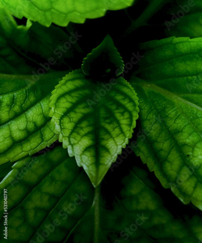 close up of green leaf photo