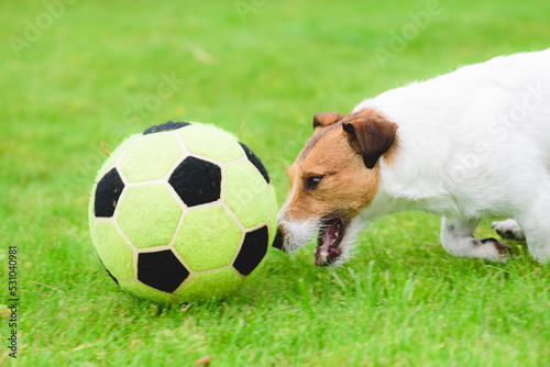 Dog demonstrates excellent dribbling skills chasing football (soccer) ball on high speed © alexei_tm
