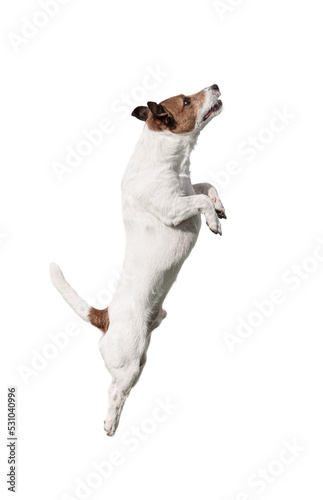 Small Jack Russell Terrier dog isolated on white background jumping up. Profile view
