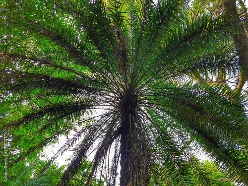 Beautiful scenic view of Palm trees in an Indian forest.