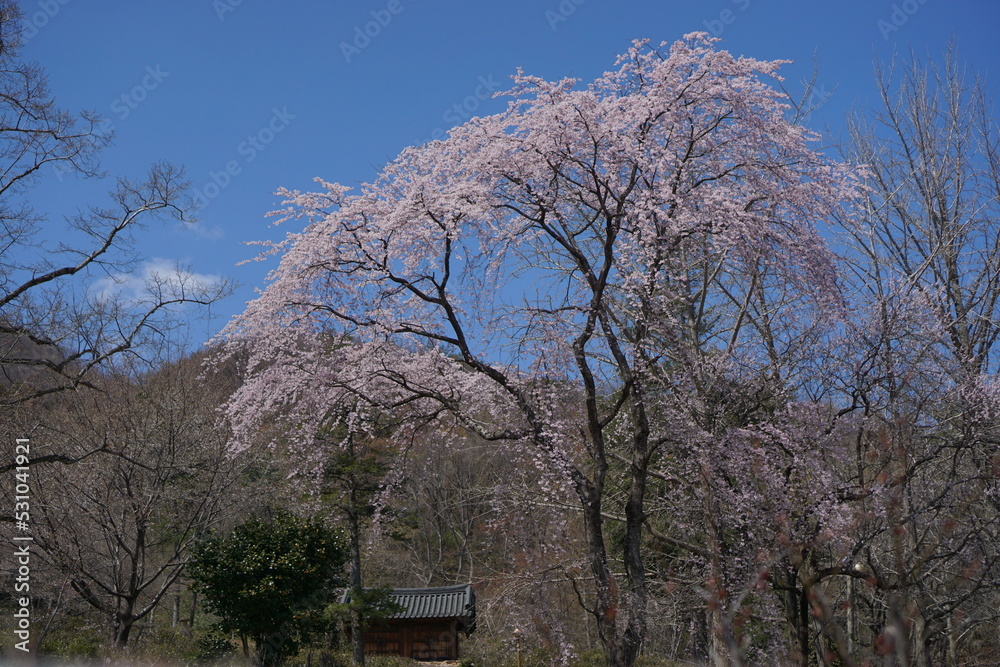 Cherry blossom trees in full bloom on a warm spring day Cherry blossom trees in full bloom on a warm spring day