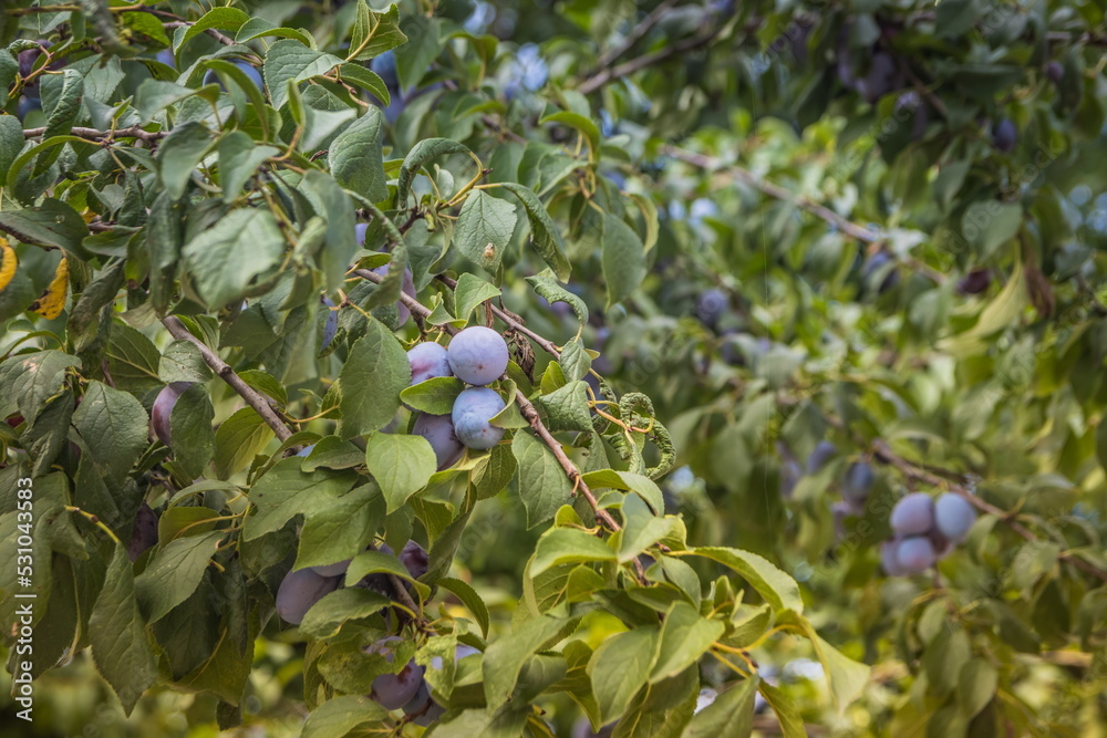 Ripe plums on a tree branch in the orchard. Organic farm or home Ripe plums on a tree branch in the orchard. Organic farm or home