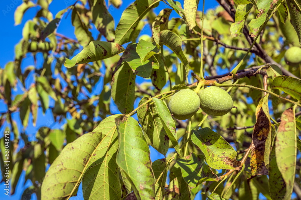 Wallnuts Not Ripe Greek Nuts Still Have Not Ripened On The Tree. Green walnuts growing on ...