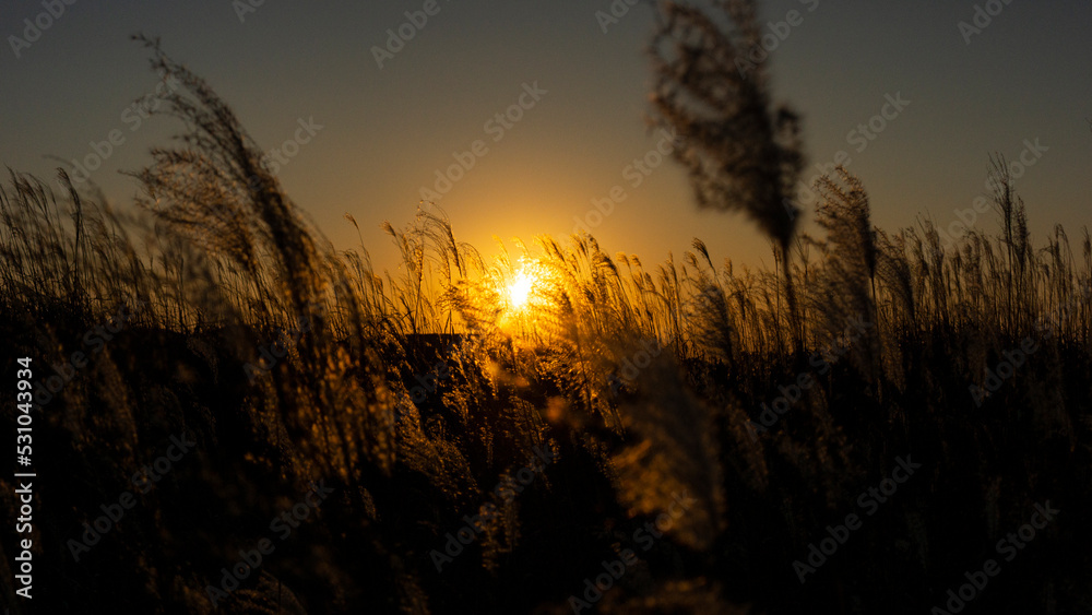 Reeds ripening in the sunset light