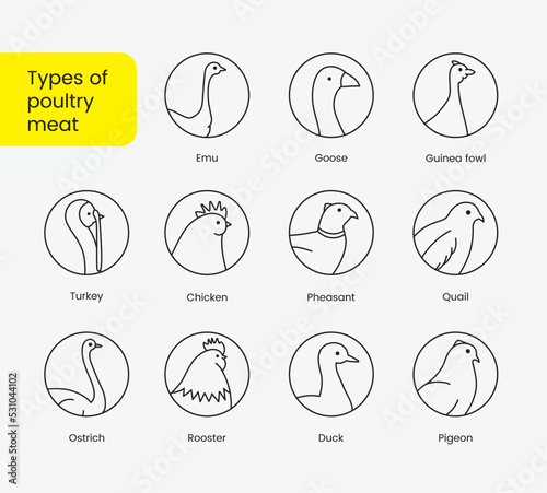 Types of poultry meat, set of linear icons in vector, bird head illustration turkey, rooster, duck, goose, guinea, fowl, quail, chicken