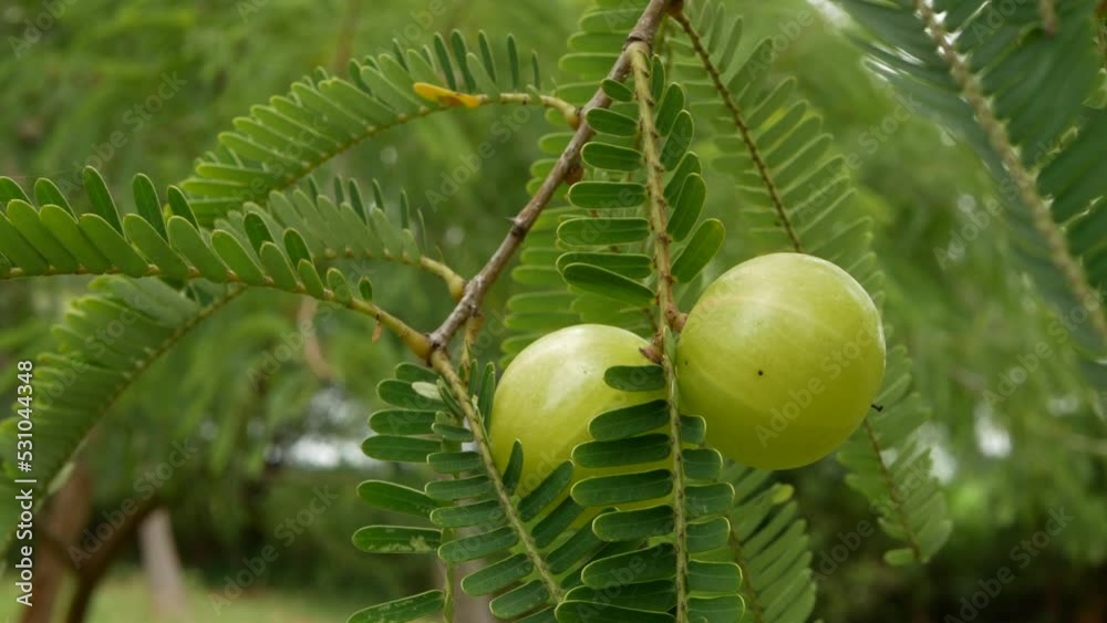 Indian Gooseberry Fruits hangin on a tree, Ayurvedic fruit of amla, vitamin c rich fruit