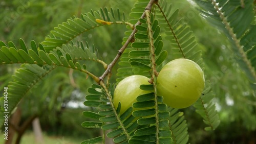 Indian Gooseberry Fruits hangin on a tree, Ayurvedic fruit of amla, vitamin c rich fruit photo