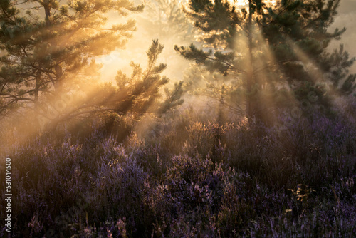 sunlight through pine trees over heather