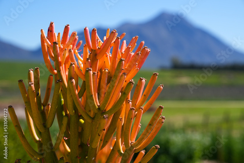 A close-up of a stunning orange-colored succulent shrub with a mountain peak in the distance.