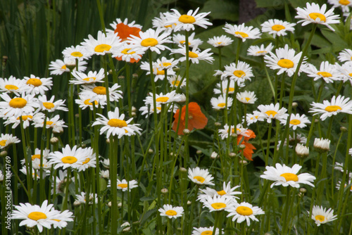 Orange flowers and daisy