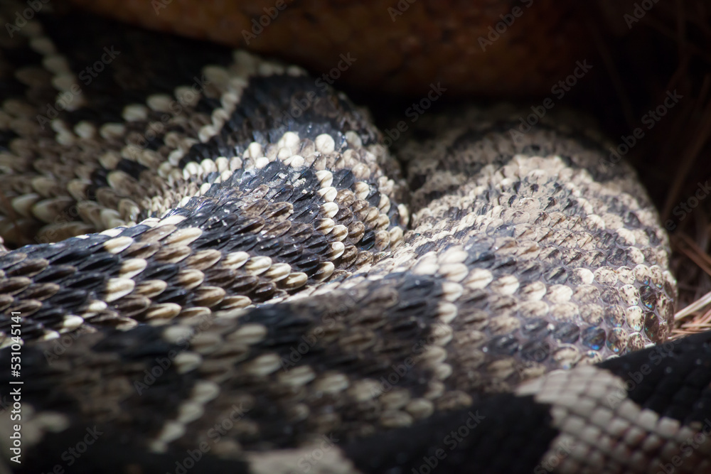 Rattlesnake Close up Rattlesnake Close up