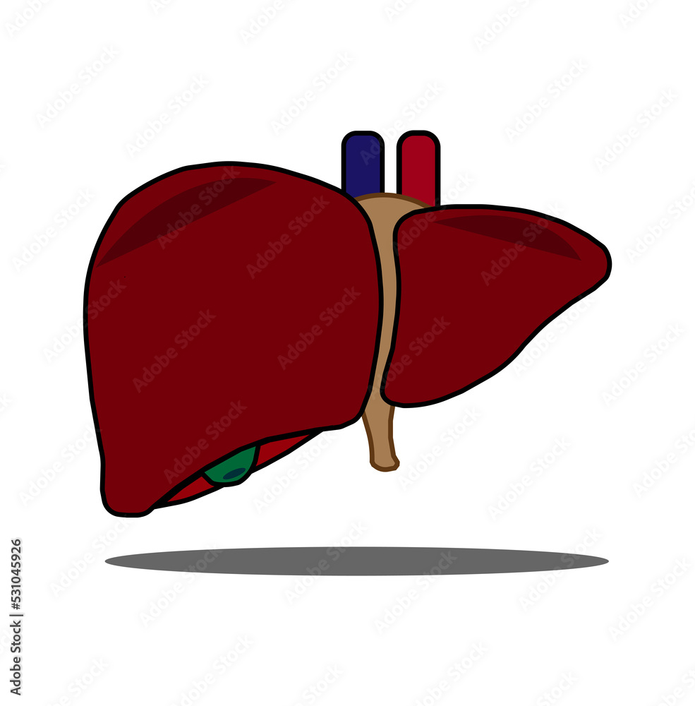 Liver 3D colored image for human body awareness and liver disease education. Stock Illustration