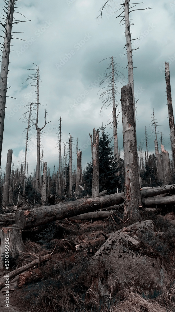 Dead trees in the mountain landscape with autumn weather. Hiking in moody dark vibes Dead trees in the mountain landscape with autumn weather. Hiking in moody dark vibes