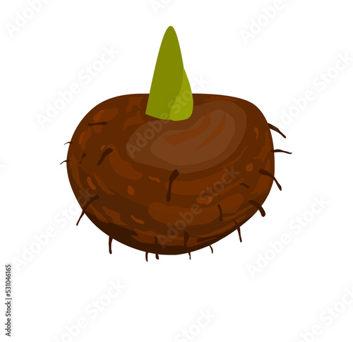 Vector illustration of porang tuber plant. photo