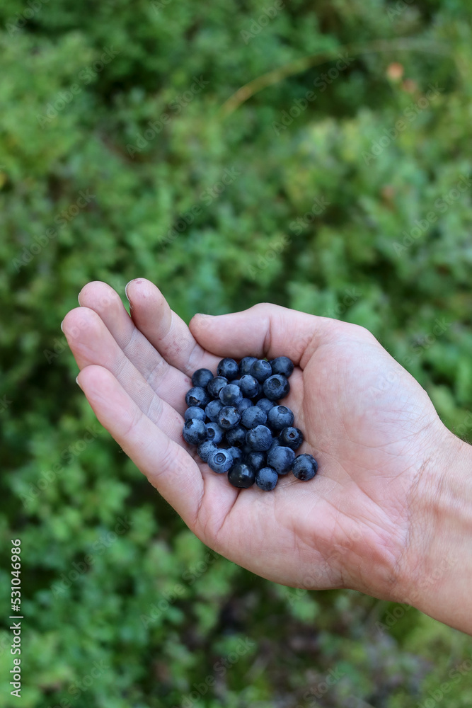 Fresh blueberries
