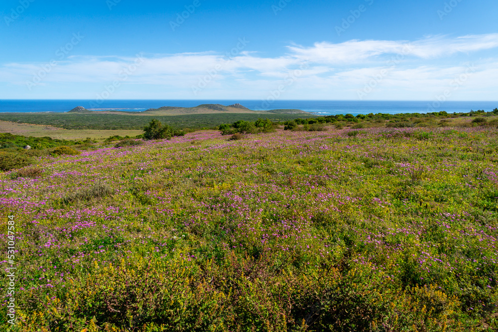 west coast wild flowers outdoors in a countryside field or meadow with the ocean on he horizon