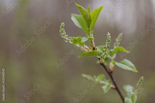 White choke cherry flower buds against a green background