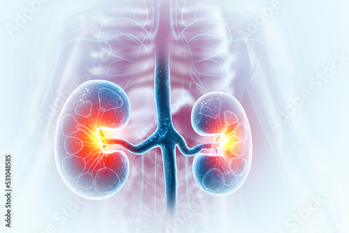 Human kidneys anatomy structure, 3d illustration