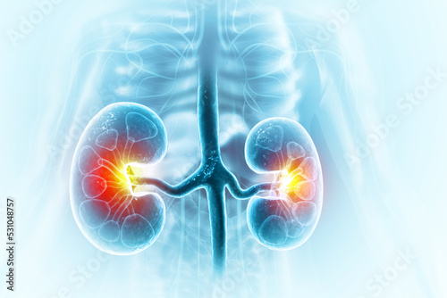 Human kidneys anatomy structure, 3d illustration