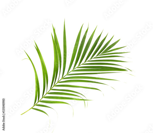 tropical nature green palm leaf isolated on white pattern background with clipping path